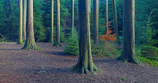 Pine Trees, Ranscombe