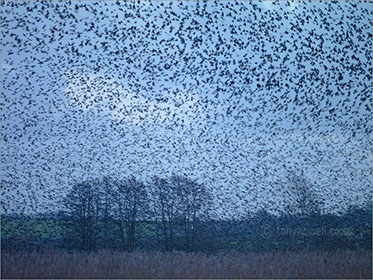 Starlings