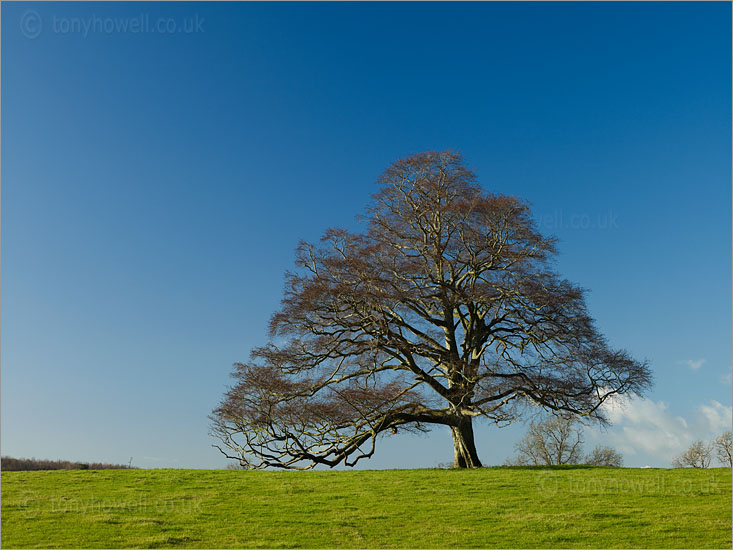 Beech Tree