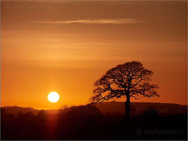 Oak Tree, Sunset