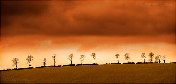 Winter Trees (Sepia Toned)