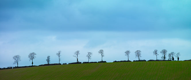 Beech, Winter