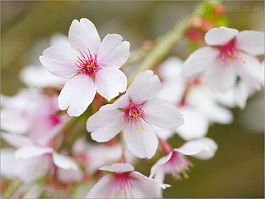 Cherry Blossom - Prunus x hillieri