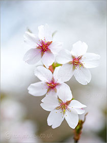 Cherry Blossom - Prunus x hillieri