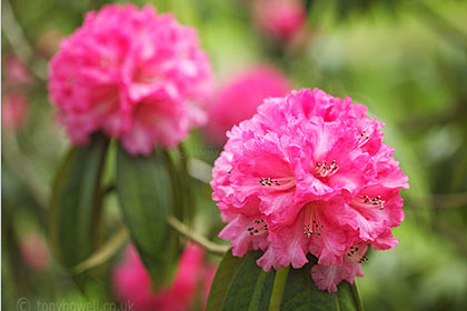 Rhododendron, pink