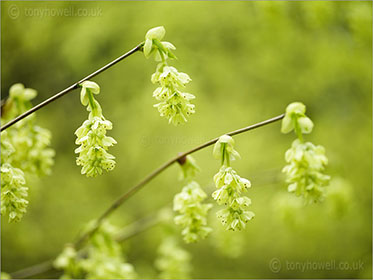 Corylopsis glabrescens