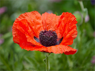 Poppy, red