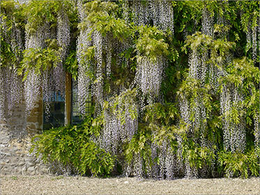 Wisteria