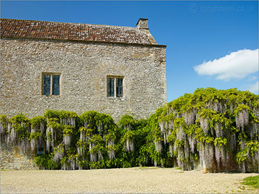 Wisteria, Forde Abbey