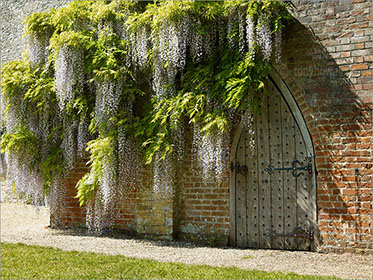 Wisteria, Forde Abbey