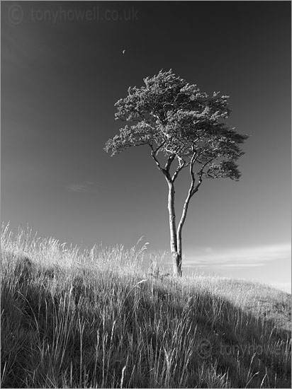 Beech Tree