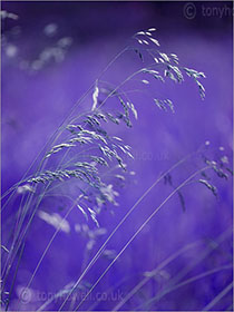 Grasses, purple
