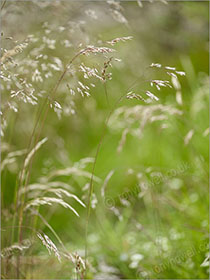 Grasses