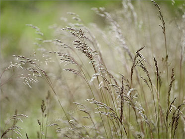 Grasses