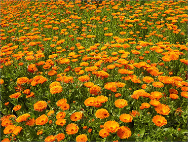 Marigolds