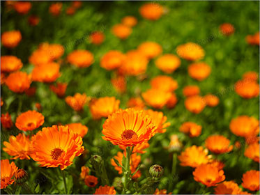 Marigolds