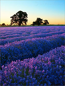 Lavender Field, Somerset