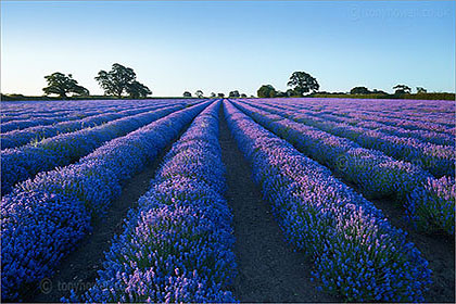 Lavender Field, Somerset