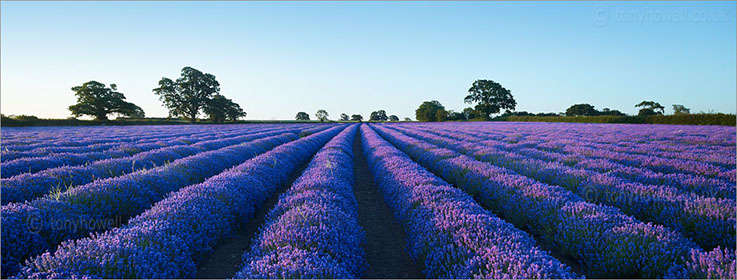 Lavender field