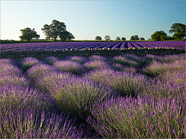 Lavender fields