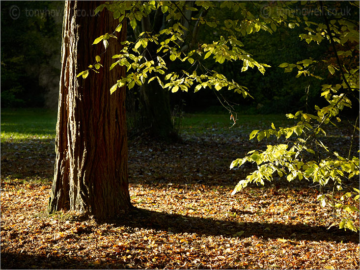 Carpinus betulus & Incense Cedar