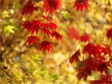 Japanese Maple