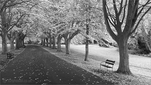 Bench, Clifton