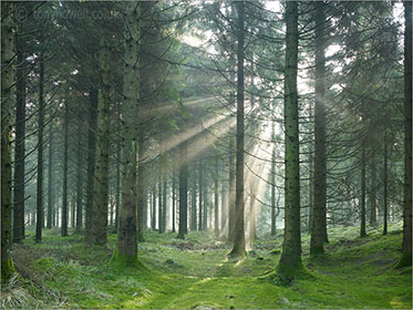 Sun, Mist, Pine Trees