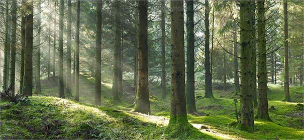 Sun, Mist, Pine Trees