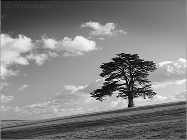 Cedar of Lebanon