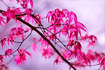 Acer palmatum