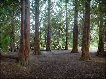 Western Red Cedar