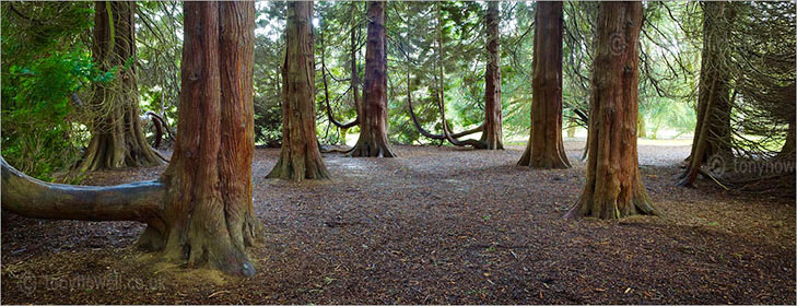 Western Red Cedar