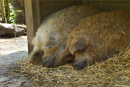 Mangalitza Pigs