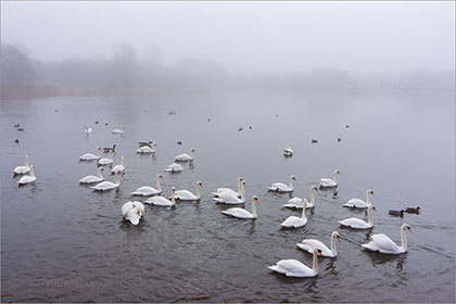 Swans, Mist