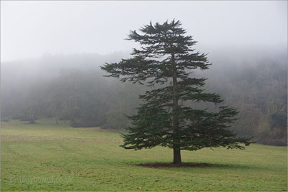 Cedar