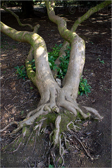 Flailing Legs, Rhododendron