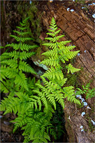 Ferns