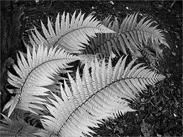 Ferns