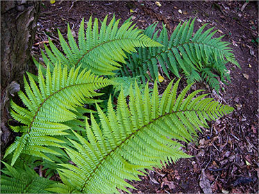 Ferns