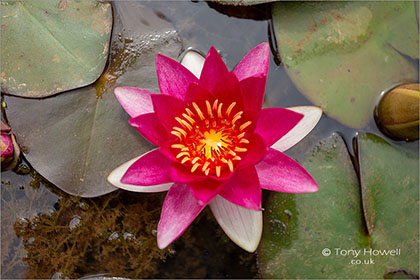 Pink-Waterlily-Flower-5702