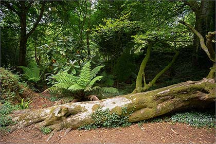 Wooded-Walk-Tremenheere-Cornwall-5706