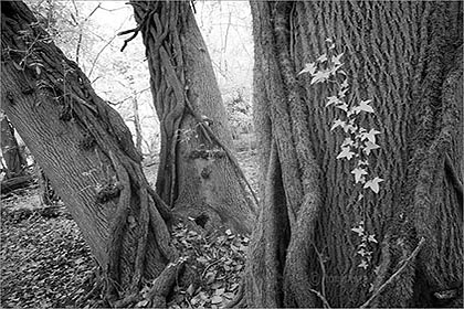 Trees and Ivy