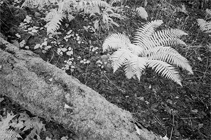 Ferns (infrared)