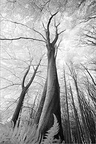 Beech Trees