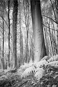 Beech Trees Infrared