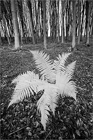 Fern, Beech Trees 