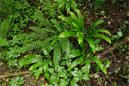 Ferns after rain
