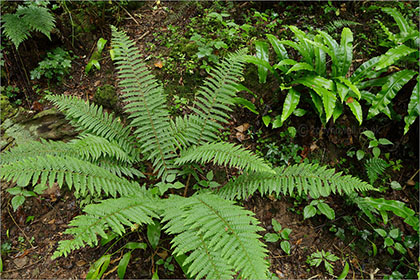 Ferns after rain