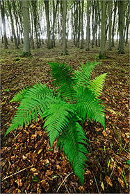 Fern, Beech Trees